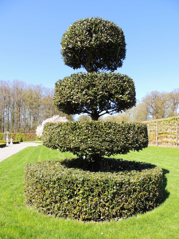 Topiary Shaping in Honolulu, HI
