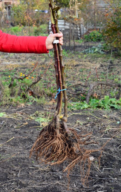 Shrub Extraction