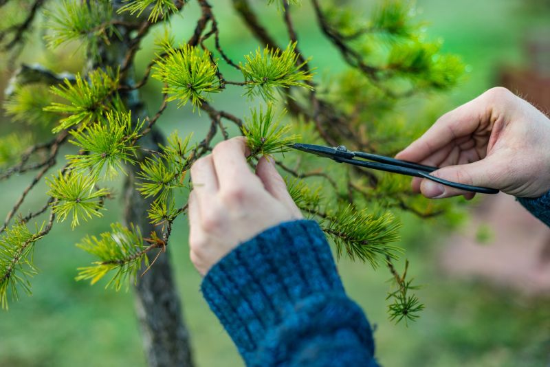 Apple Tree Pruning in San Jose, CA