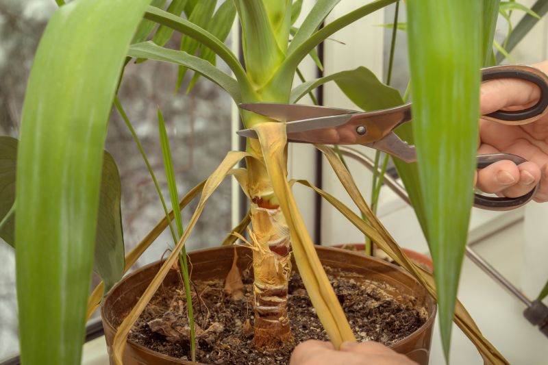 Arborvitae Pruning in Honolulu, HI