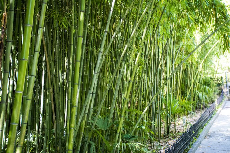 Bamboo Trimming in Aiken, SC