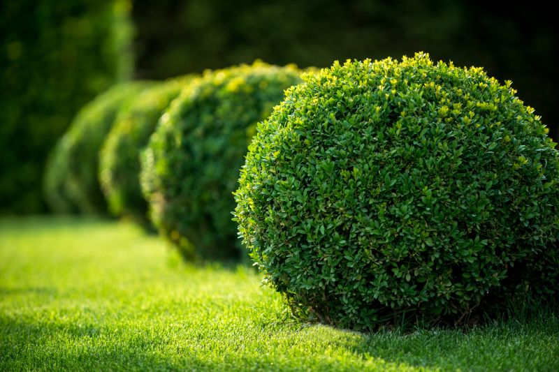 Boxwood Trimming in Ventura County, CA