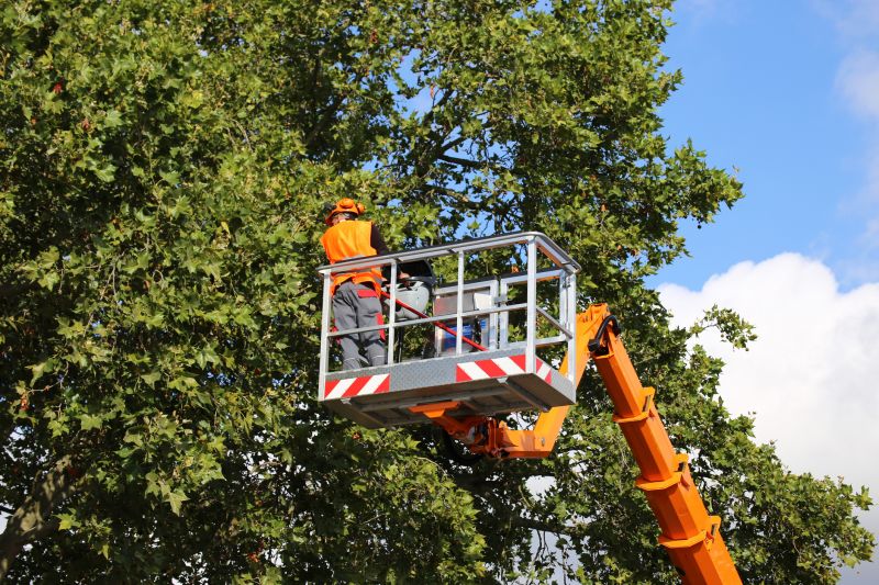 Commercial Tree Service in Reno, NV