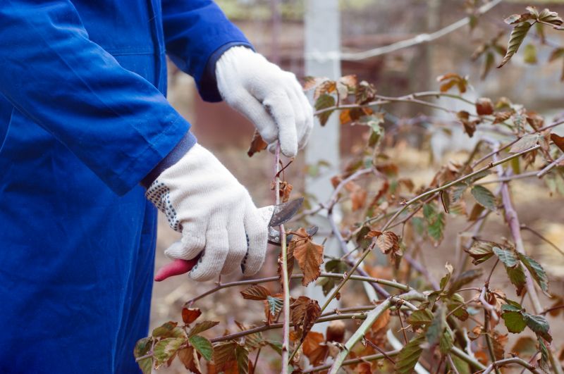 Crape Myrtle Pruning in Rockwall, TX