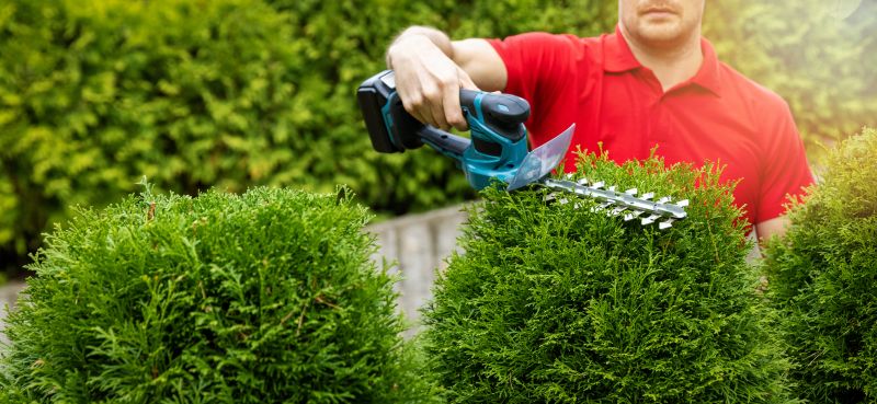 Cypress Tree Trimming in Pottstown, PA