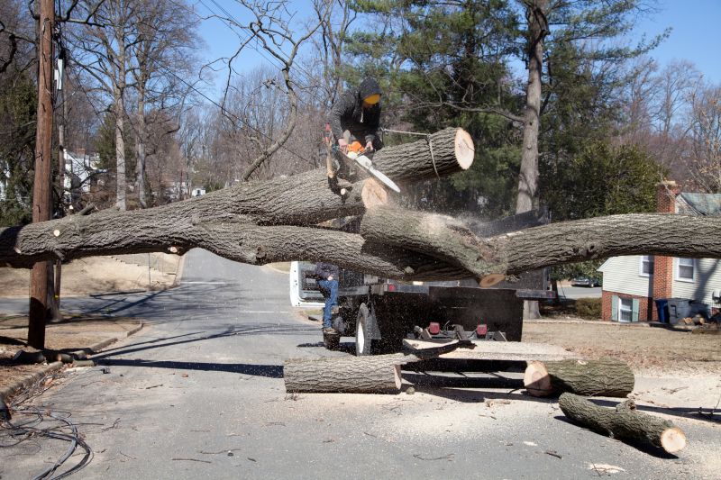 Elm Tree Removal in San Jose, CA