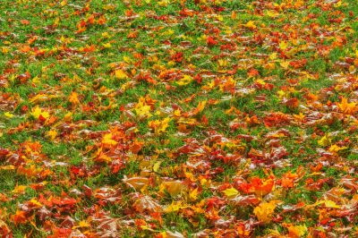 Leaf Cleanup Benefits