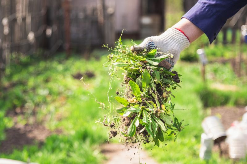 Garden Deweeding in Honolulu, HI