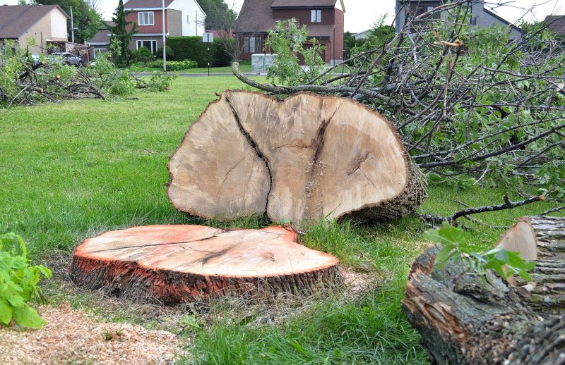 Hickory Tree Removal in Allentown, PA