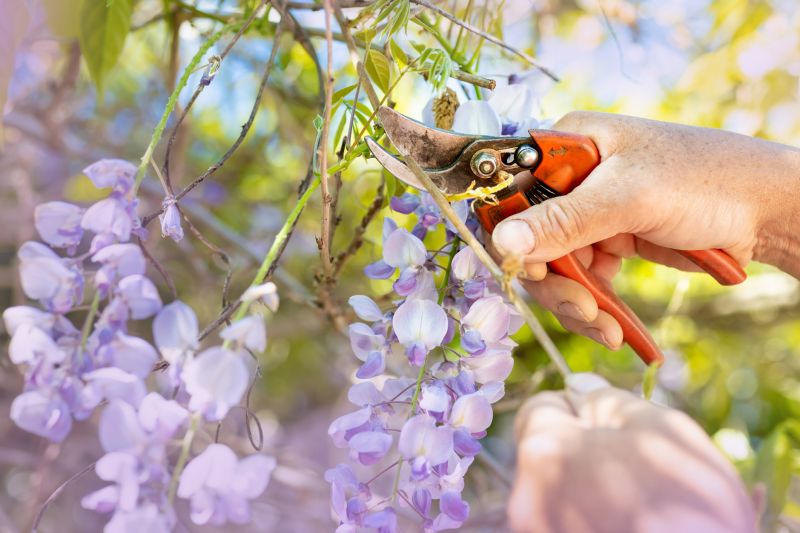 Hydrangea Pruning in Aiken, SC