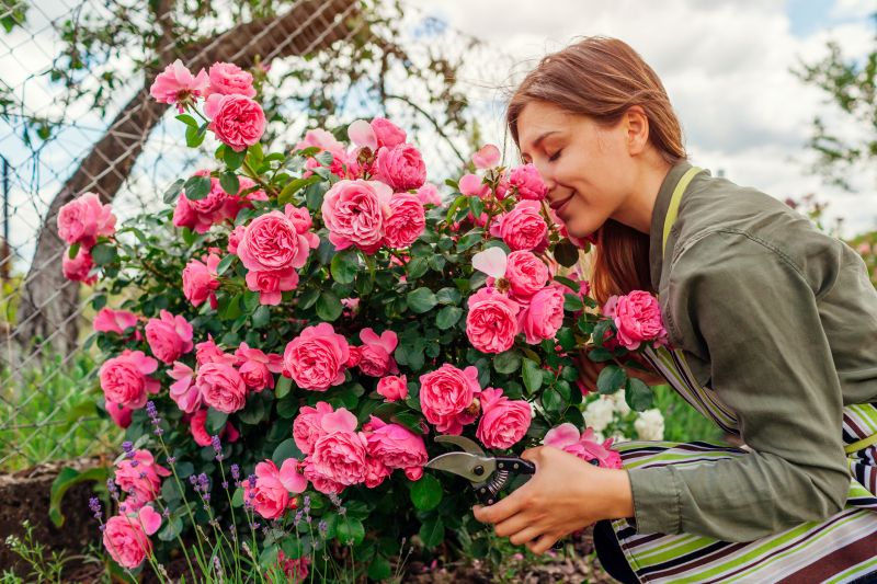 Knockout Roses Pruning in Rockwall, TX