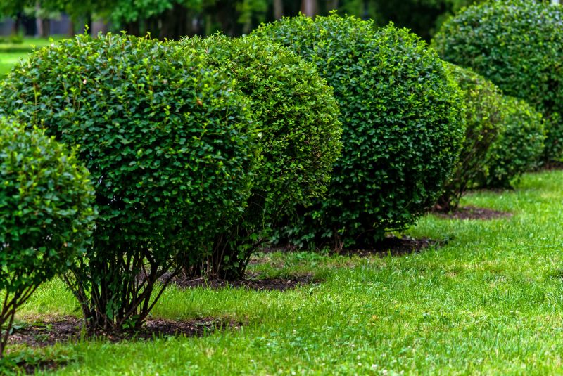 Landscape Pruning Service in Aiken, SC