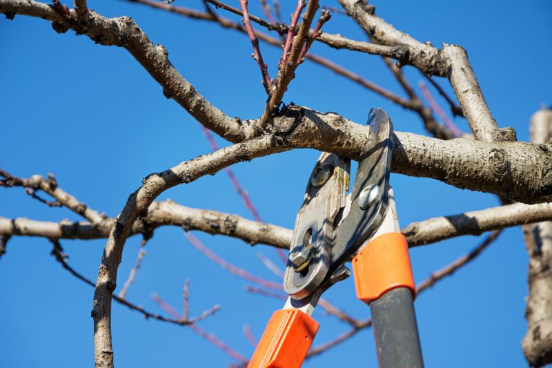 Orchard Tree Pruning in Reno, NV