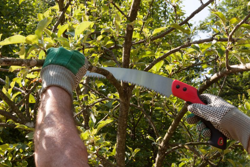 Pear Tree Pruning in San Jose, CA