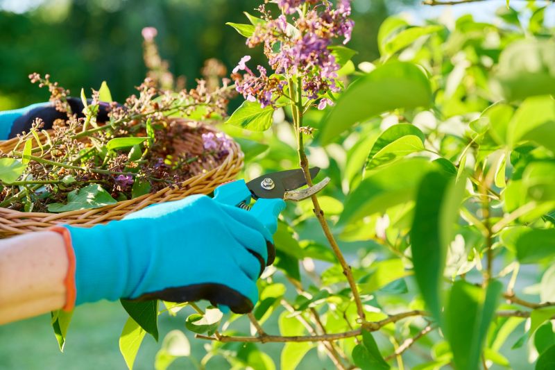 Rhododendron Pruning in Aiken, SC