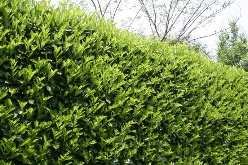 Mature Shrubs