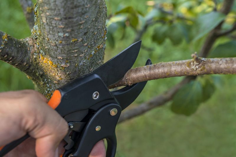 Pruning Shrubs for Extraction