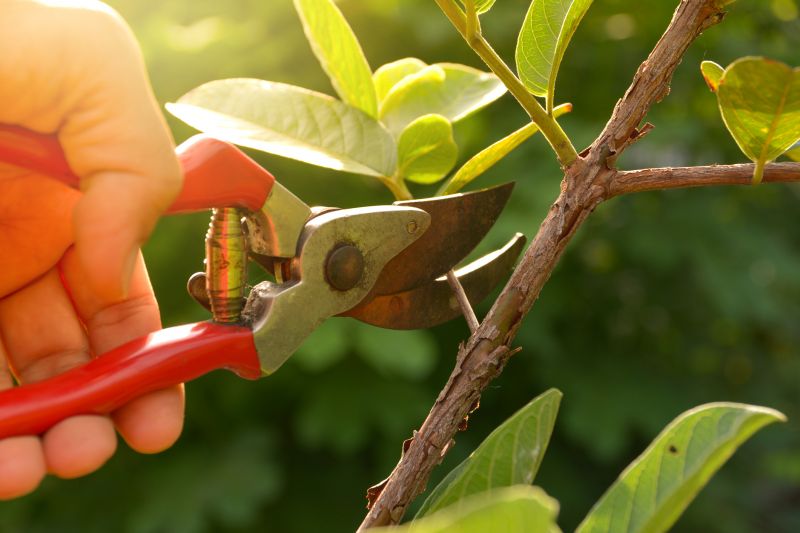 Shrub Pruning in Rockwall, TX