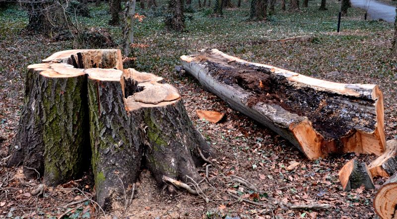 Tree Removal Service in Pottstown, PA